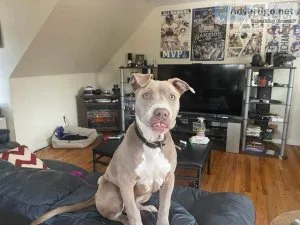 Blue nose pitbull puppy