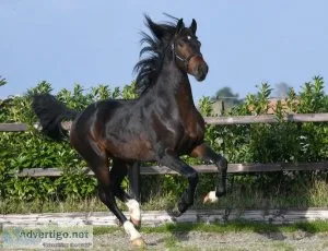 Venido is a real eye-catcher with his dark brown color, 