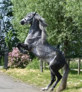 Joe is a horse with a stunning appearance