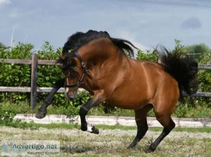 Jack sits like a chair and is wonderful to ride, 