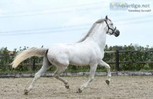 White is a stallion with a lot of appearance, 