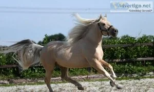 Elegant 6 year old gelding