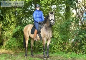 This beautiful buckskin coloured gelding is a horse with his hea