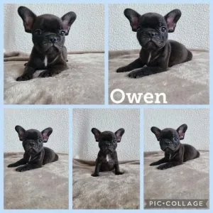 French Bulldog Pupppies