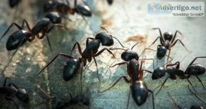 Pest control West Bloomfield