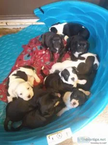 Pitbull puppies
