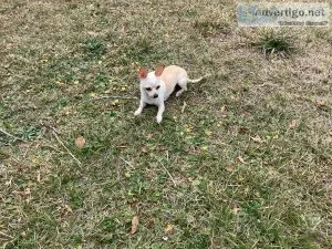 Free to good home