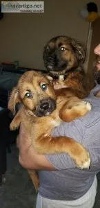 Mastiff mix puppies