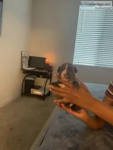 Puppies for sale