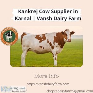 Kankrej cow supplier in karnal