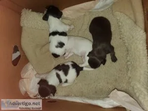 ChihuahuaBorder collie Puppies.