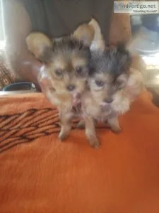 Registered yorkies