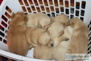 Adorable Goldador Puppies