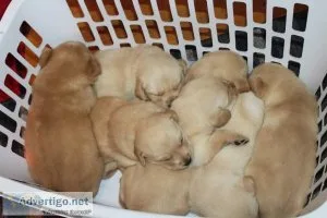 Adorable Goldador Puppies