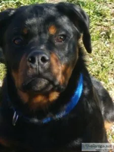 Rottweiler puppy