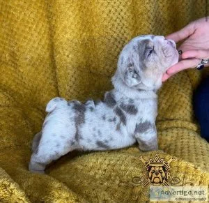 Puppies English bulldogs (