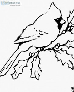 Black and White Winter Cardinal GG &ndash 8.5&Prime x 11&Prime C