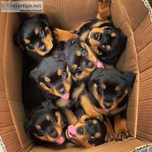 Innocent Rottweiler Puppies Available