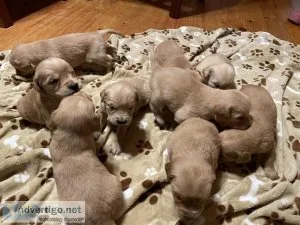 Golden Retriever Puppies