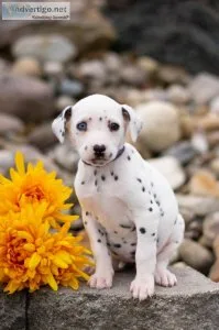 Daisy Dalmatian