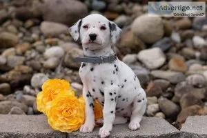 Dixie Dalmatian