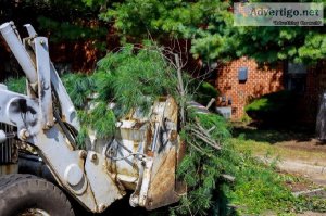 Best Tree Removal Service in Buffalo NY