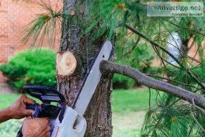 Best Tree Trimming Service in Buffalo