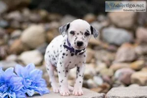 Sparky Dalmatian