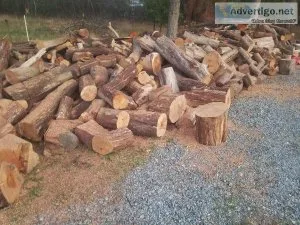 Silver madrone