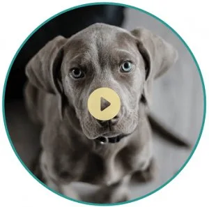 Daycare for Dogs with Watch Cam-OKC-Moore Vera s Posh Paws.