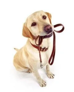 Dog Sitter Service-OKC-Moore Vera s Posh Paws.