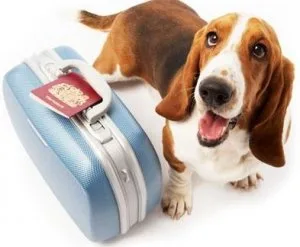 Private Dog Boarding Near U-Moore-OKC.