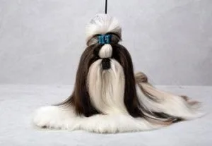 High Quality Dog Grooming service-OKC-MOORE.