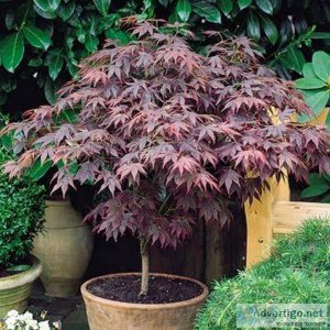 Bloodgood Japanese Maples For Your Landscape Conifer Kingdom