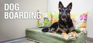 Low Cost Dog Boarding Near Me Vera s Posh Paws.