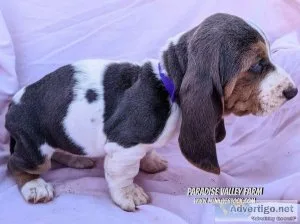 Basset Hound Puppies