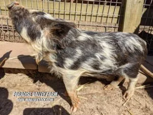 Pigs for Sale - Mangalitsa  Kune Cross