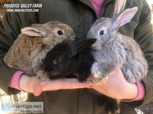 Rabbits - Flemish Giants for Sale