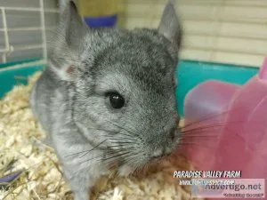 Chinchilla Female for Sale
