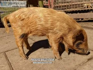 Pigs for Sale - Mini  Kune Cross