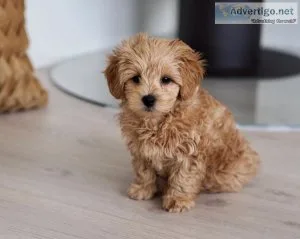 Maltipoo puppies for sale