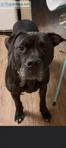 Free good dogs