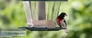 Birds food supplier in india & maple pets international pvt ltd