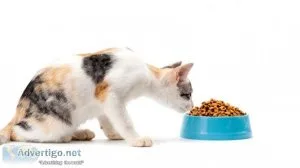 Best cats food food provider & maple pets international pvt ltd