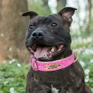 Paw lane offers best dog harness in australia