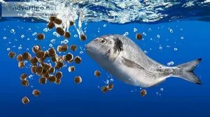 Best fish food supplier in india & maple pets international pvt 