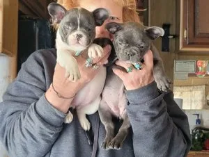 Blue eyes french bulldog