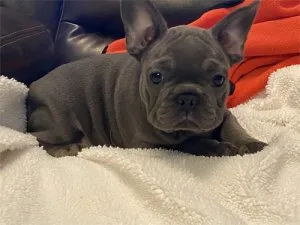 %100 joysbringer frenchie bulldog