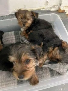 Dog and puppies Seeking New Lovely Home
