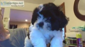 Shih tzu